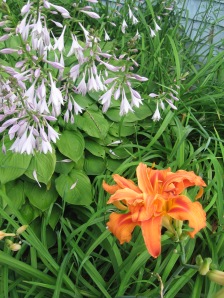 this is a ditch lily. A late bloomer with a fondness for mud.